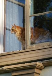 Katt i fönster