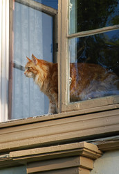 katt i fnster kajsa snickars