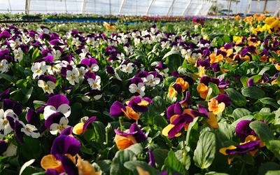 Kerstins blommor
